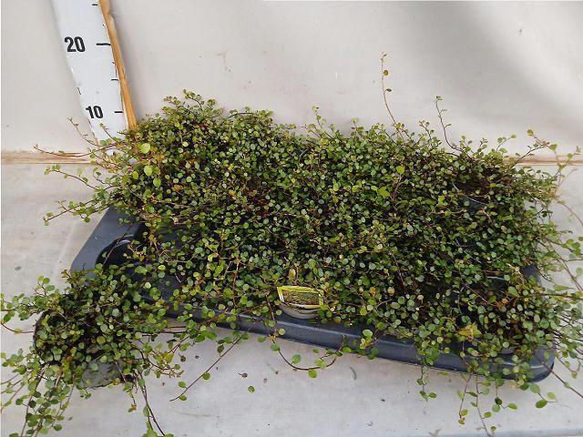 <h4>!! PROMO !! MUEHLENBECKIA CO MAORI P9</h4>