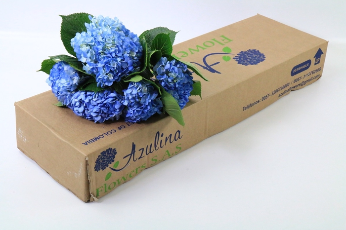 Hydrangea Shocking Blue Premium