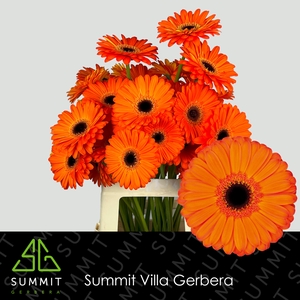 Gerbera Applause Water x40 Lang
