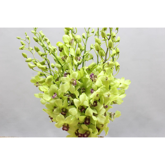 <h4>Dendro Jade Green</h4>