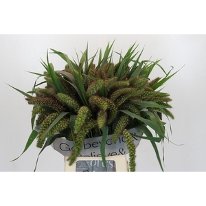 Setaria Italica Red Jewel