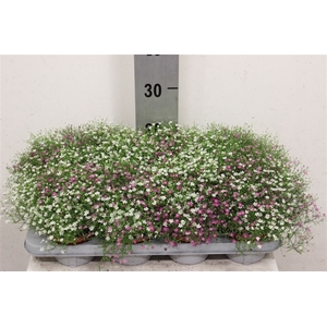Gypsophila muralis 'Gypsy'