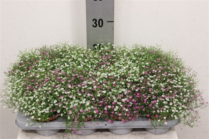 <h4>Gypsophila muralis 'Gypsy'</h4>