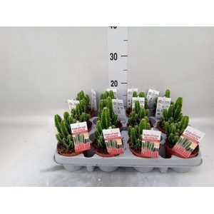 Cereus per. 'Florida'