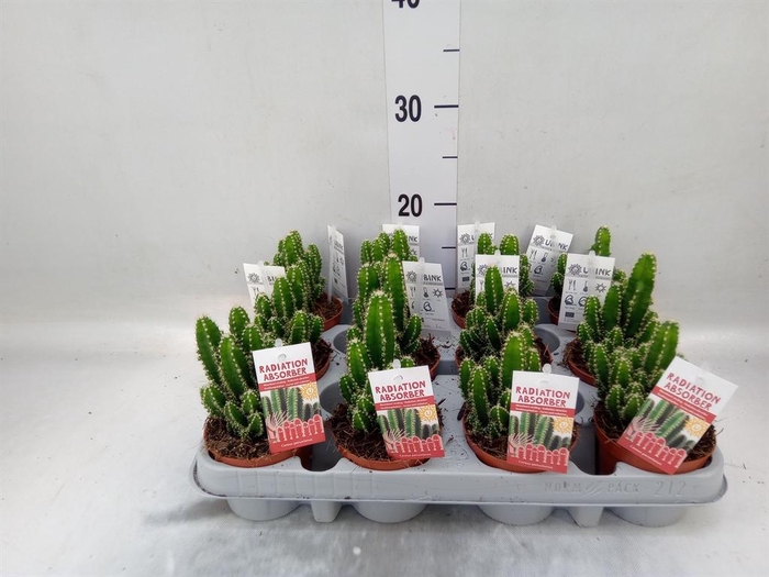 <h4>Cereus per. 'Florida'</h4>