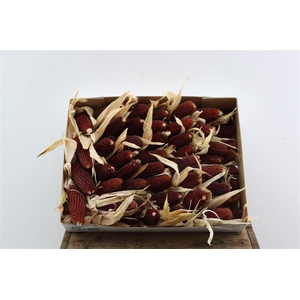 Zea Mays Strawberry