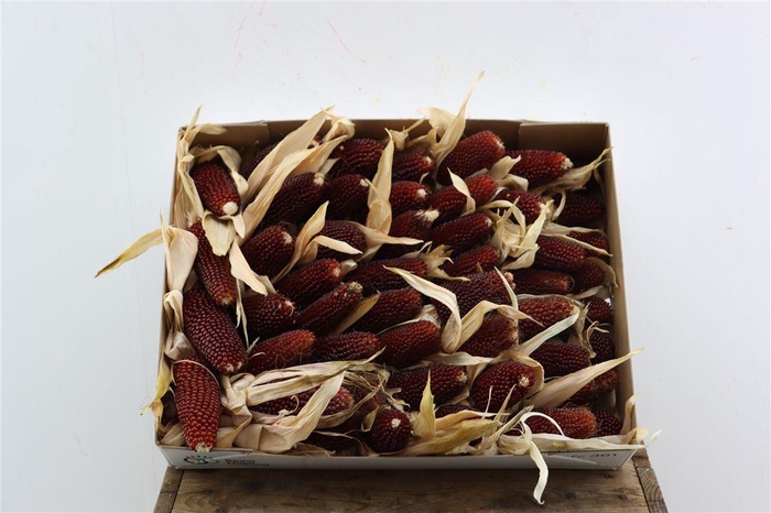 <h4>Zea Mays Strawberry</h4>