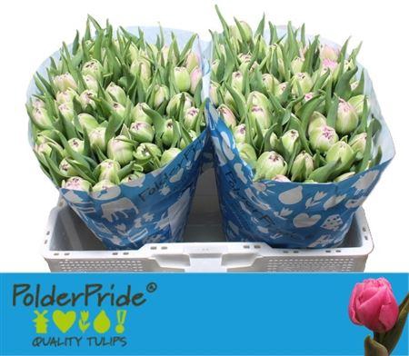 <h4>Tu Du Dressing</h4>