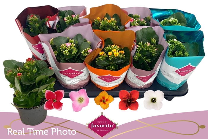 <h4>KAL EN GEM 5 KL</h4>