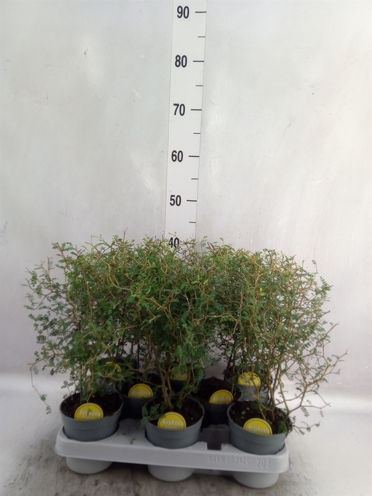 <h4>Sophora prostrata 'Little Baby'</h4>