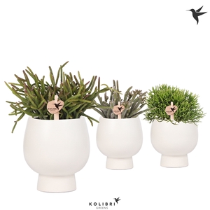 Kolibri Greens Rhipsalis mix in Scandic pot white