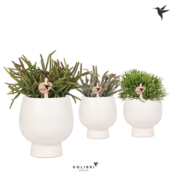 <h4>Kolibri Greens Rhipsalis mix in Scandic pot white</h4>