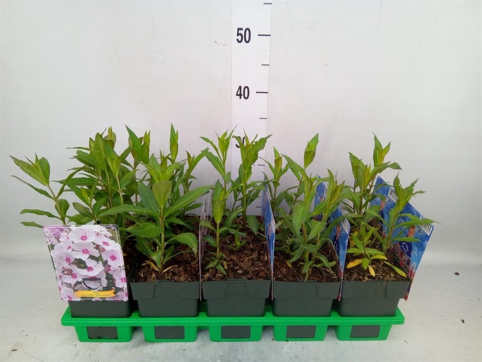 <h4>Phlox panic.</h4>