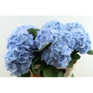 Hydr M Verena Blue 80-20
