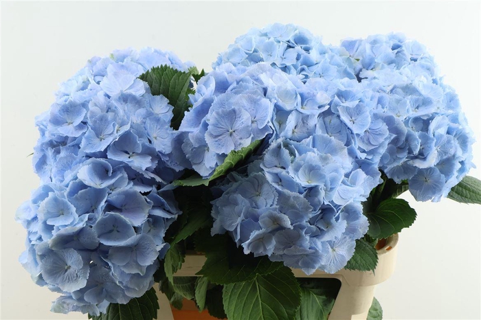 <h4>Hydr M Verena Blue 80-20</h4>