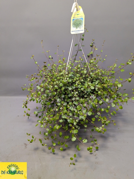 MUEHLENBECK CO MAORI