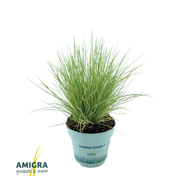 <h4>Festuca glauca AmiGold®</h4>