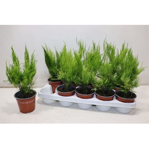 Aspar S Pyramidalis