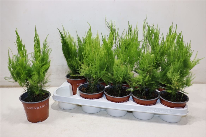 <h4>Aspar S Pyramidalis</h4>