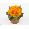 Primula Acaulis P10.5 - Orange