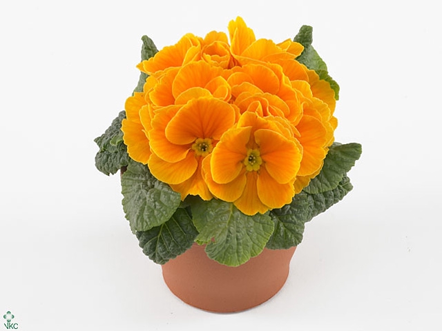 Primula Acaulis P10.5 - Orange