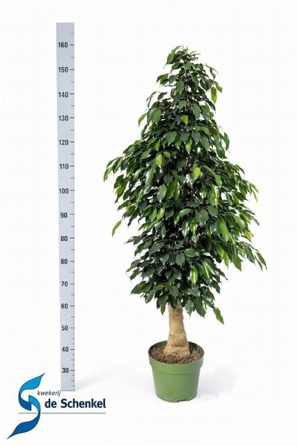 <h4>FIC BE DANIELLE</h4>