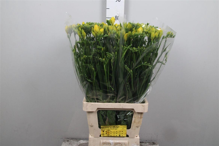 <h4>Fr Du Boulevard</h4>