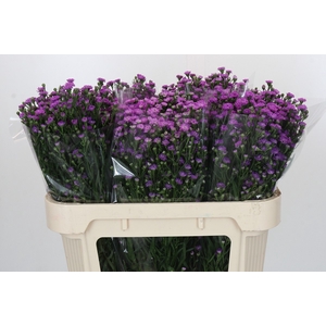 Aster Baby Pink