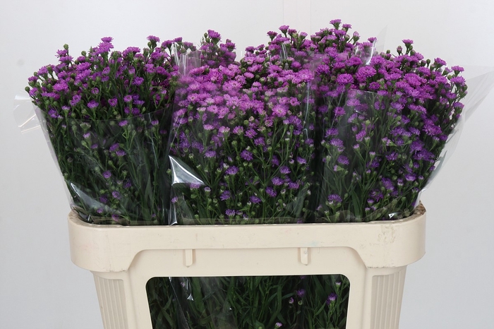 <h4>Aster Baby Pink</h4>