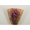 Dried Limonium Statice Pink Bunch