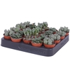 LITHOPS