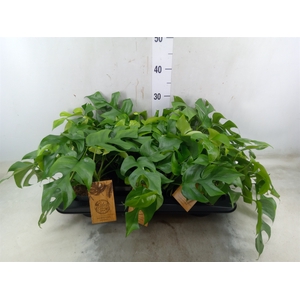 Monstera   ...