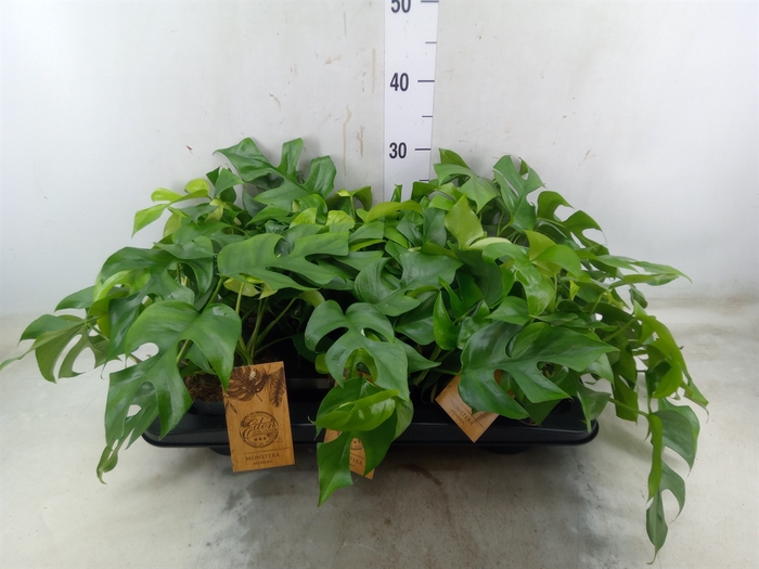 <h4>Monstera   ...</h4>
