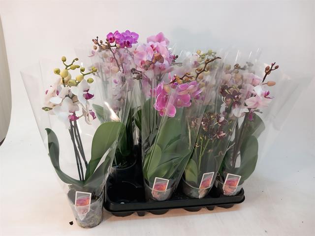 PHAL MF GEM 4 KL