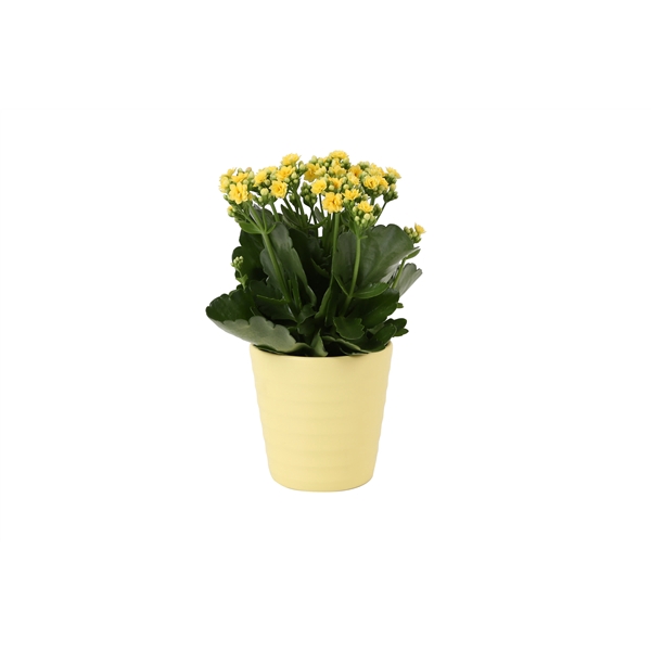 <h4>KP-809.1 GL - Kalanchoe Rosalina 12cm geel in geel keramiek</h4>