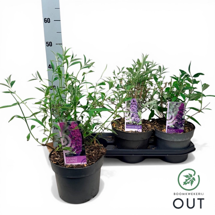 <h4>BUDD DAVIDII OV</h4>