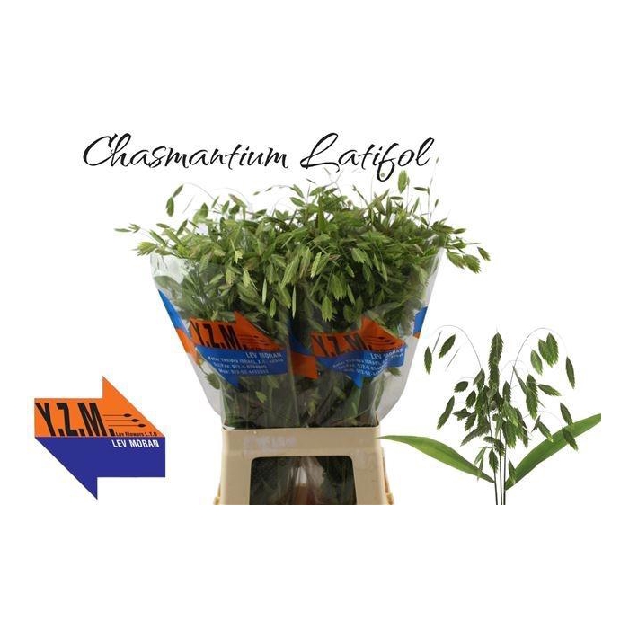<h4>CHASMANTH LATIFOLIUM</h4>