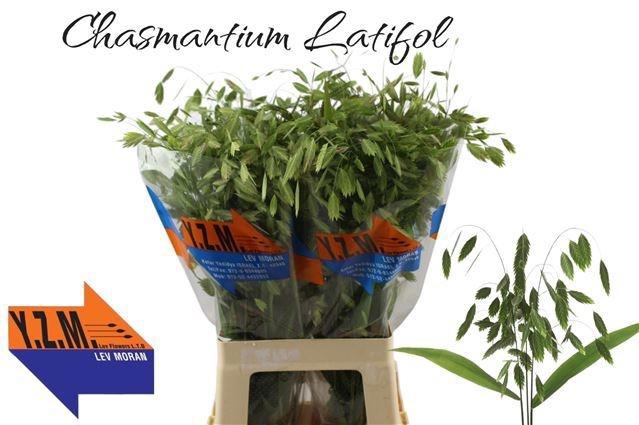 <h4>CHASMANTH LATIFOLIUM</h4>
