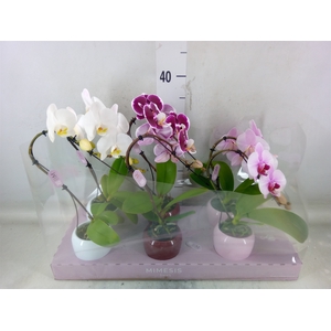 Phalaenopsis   ...