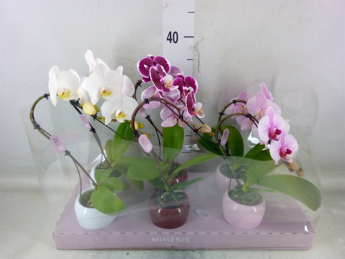 <h4>Phalaenopsis   ...</h4>