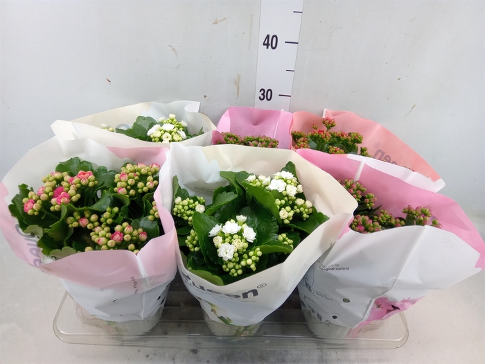 <h4>Kalanchoe blos.   ..rosebud mix GR</h4>