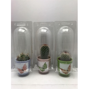 Cactus gemengd