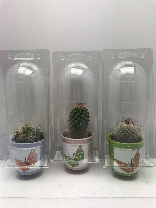<h4>Cactus gemengd</h4>