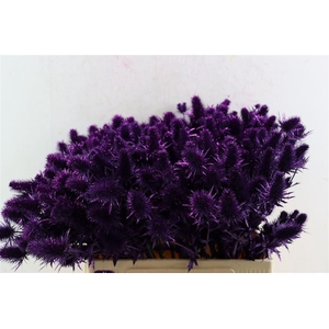 Eryn Kbh Gl Metallic Purple Stem