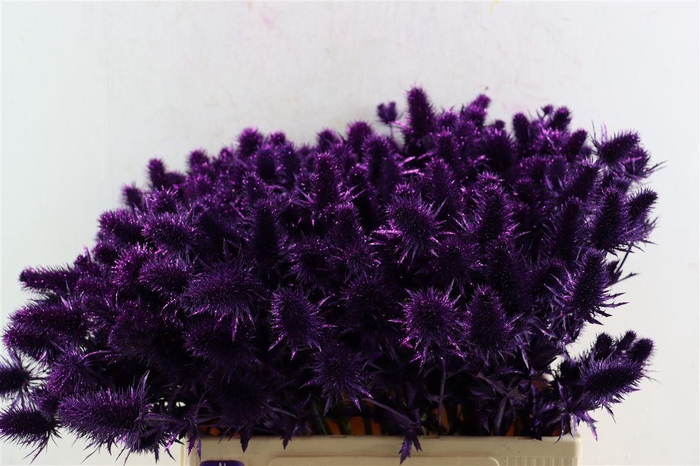 <h4>Eryn Kbh Gl Metallic Purple Stem</h4>