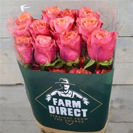 <h4>R Gr Constanza</h4>