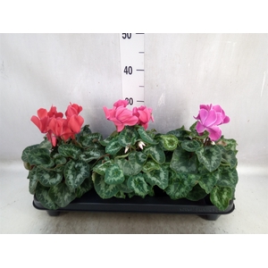 Cyclamen GR 'XL'