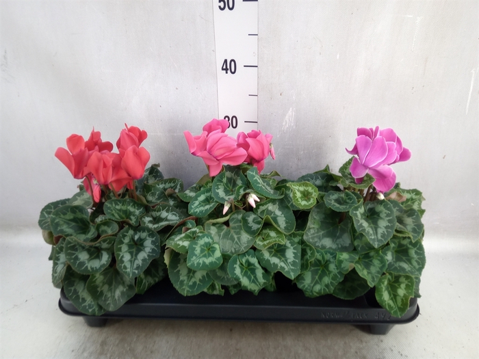 <h4>Cyclamen GR 'XL'</h4>