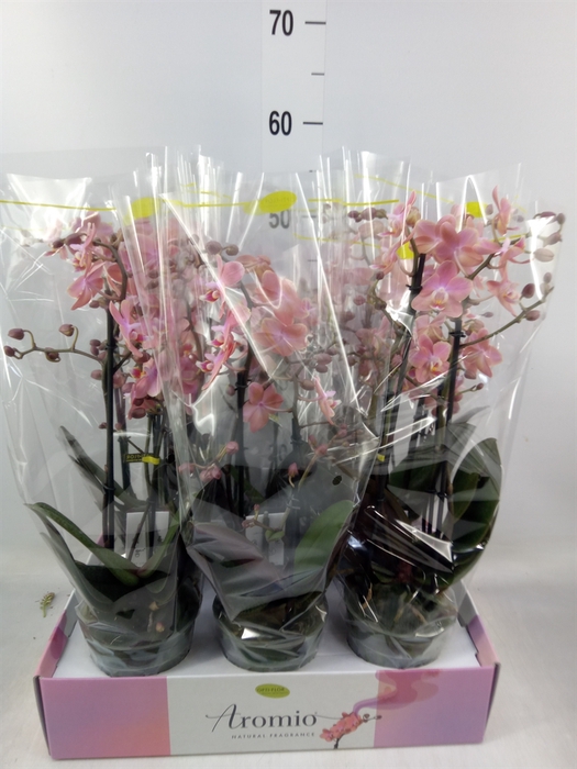 <h4>Phalaenopsis multi.   ...orange</h4>
