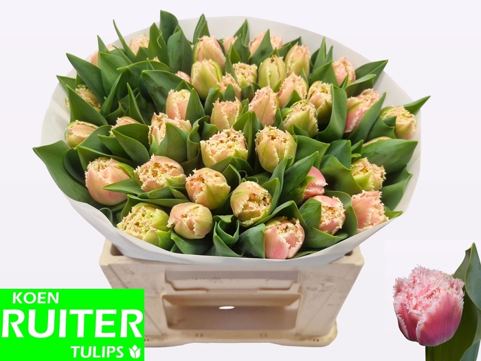 <h4>TU FR QUEENSLAND</h4>